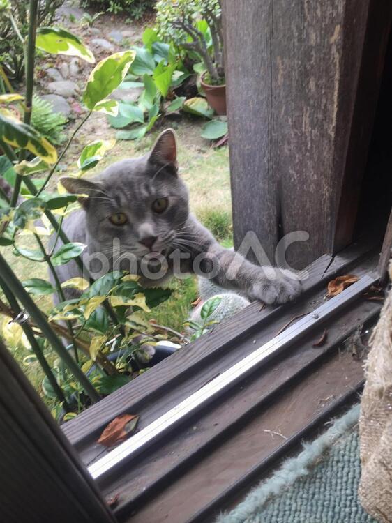 お家に入れてほしいにゃ〜 猫,動物,ペットの写真素材