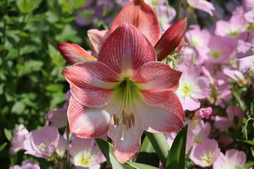 Photo, red, amaryllis, flower, 