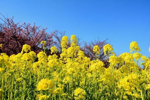 菜の花と青空の風景 菜の花,ナノハナ,なのはなの写真素材