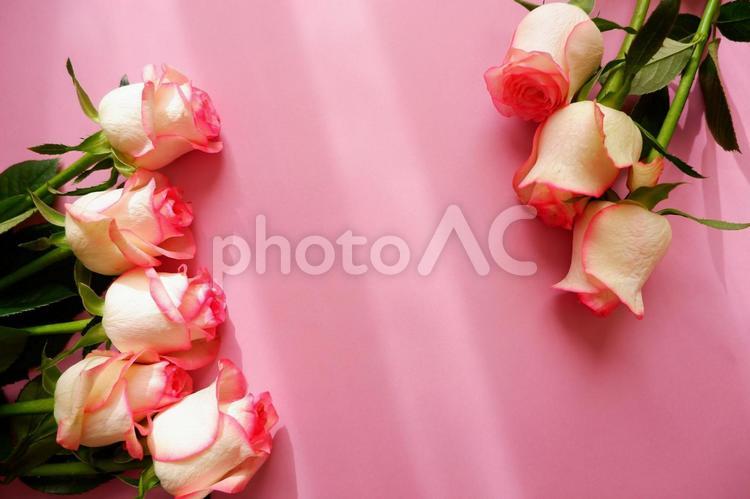 美しいピンクグラデーションバラの背景素材 バラ,花,ピンクの写真素材