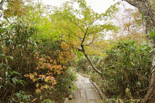 紅葉ハイキング 湿原,ニセコ,北海道の写真素材