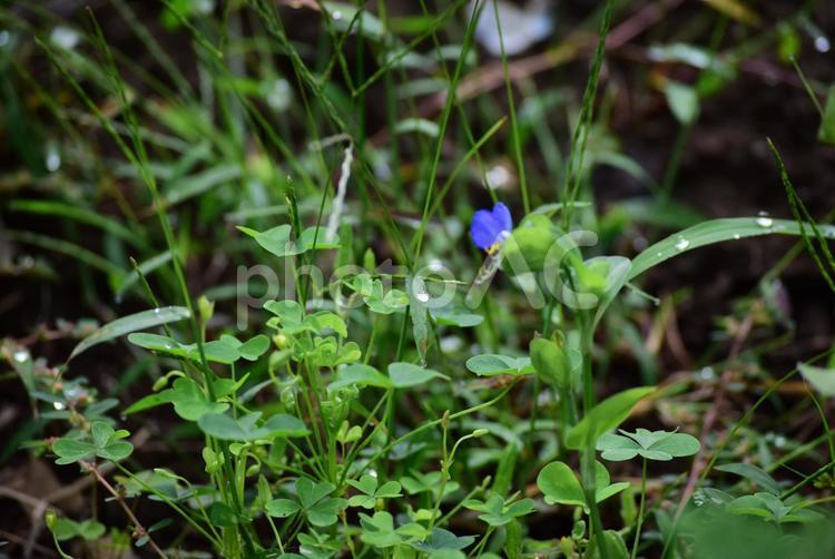 雨粒に濡れた雑草 雑草,雨粒,緑の写真素材