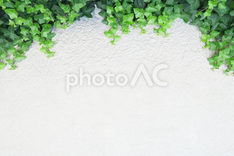 緑の葉植物と白い紙の背景素材テクスチャ 背景,紙,テクスチャの写真素材