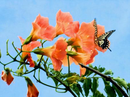 【花の写真】ノウゼンカズラ(凌霄花) 【花の写真】ノウゼンカズラ(凌霄花) ノウゼンカズラ,凌霄花,自然の写真素材