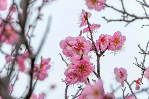 青空に映える満開の梅の花 青空に映える満開の梅の花の写真