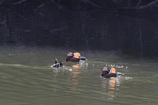 帰って来た渡り鳥 帰って来た渡り鳥の写真