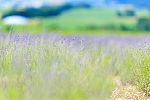 ラベンダー畑 ラベンダー畑 ラベンダー畑,ラベンダー,花の写真素材