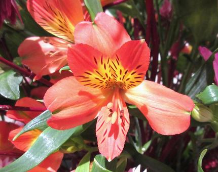 Photo, alstroemeria, yuri of the inca, yurisuisen, 