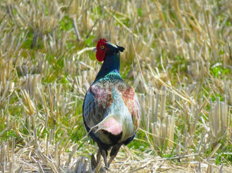 田んぼの中を歩くキジのオスの後ろ姿 キジ,雉,鳥の写真素材