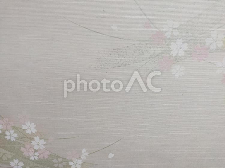 和風柄　桜 桜,和風,襖の写真素材