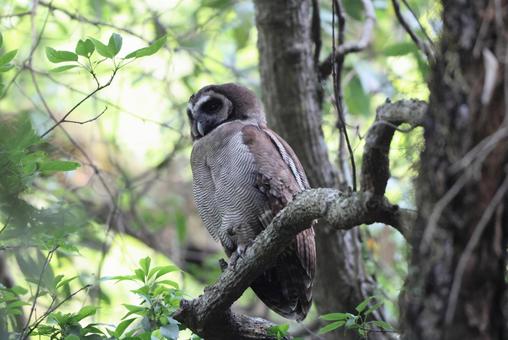 オオフクロウ オオフクロウの写真