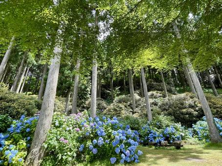 Wakayama Drive-in Hanazono Hydrangea Garden, JPG Wakayama Drive-in Hanazono Hydrangea Garden, JPG