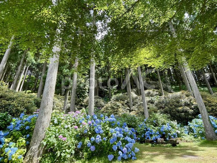 和歌山　ドライブイン花園あじさい園 ドライブイン花園あじさい園,紫陽花,あじさいの写真素材