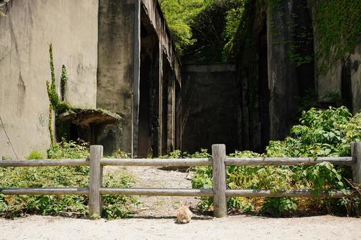 広島 大久野島 毒ガス貯蔵庫跡とうさぎ1 広島 大久野島 毒ガス貯蔵庫跡とうさぎ1 うさぎ,毒ガス貯蔵庫跡,貯蔵庫跡の写真素材