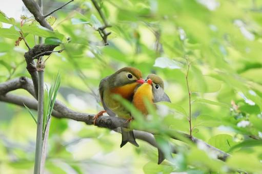 いちゃいちゃソウシチョウ いちゃいちゃソウシチョウ ソウシチョウ,相思鳥,小鳥の写真素材