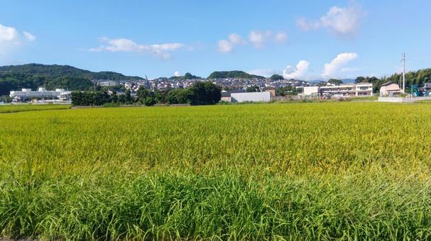 田んぼ　　 田んぼ,農地,稲の写真素材