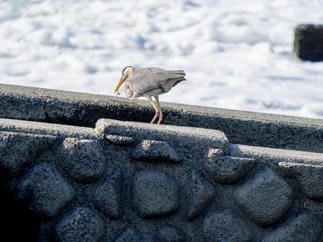 魚を食べるアオサギ 魚を食べるアオサギの写真