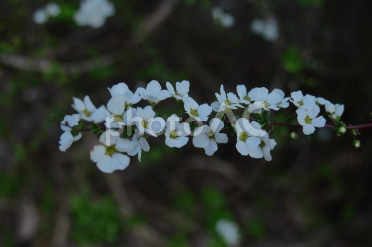 枝が曲線を描く 雪柳,花,バラ科の植物の写真素材