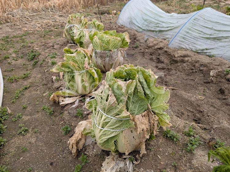畑の白菜　縛った白菜 白菜,はくさい,ハクサイの写真素材