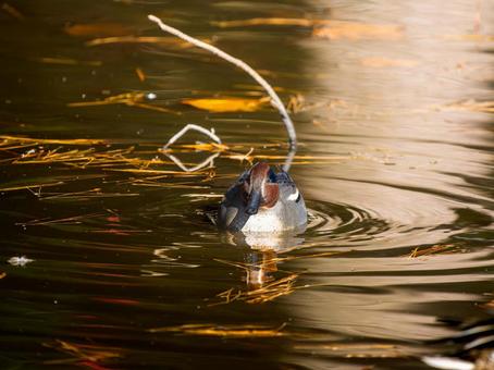 A duck swimming in a pond, JPG