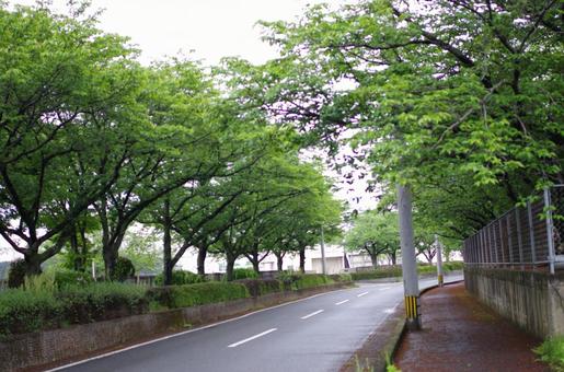 さくら並木 さくら並木の写真
