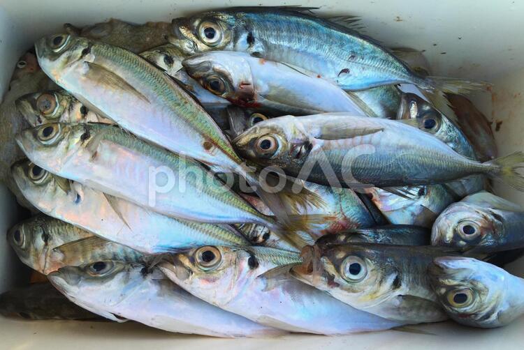 釣果 鯵,魚,釣りの写真素材