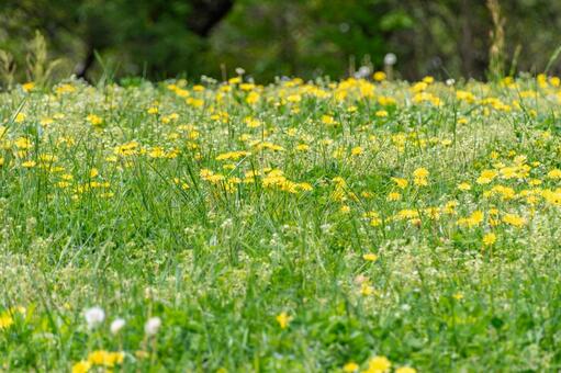 タンポポが咲く明るい野原 タンポポ,蒲公英,花の写真素材