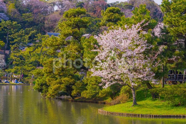 満開の桜と日本庭園 桜,満開,池の写真素材