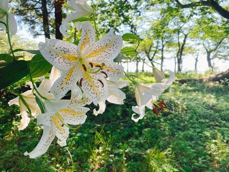 Photo, mountain lily, summer, summer flowers, 