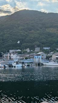 ついに自由は ついに自由は 鷗,海,船の写真素材