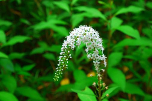 オカトラノオ オカトラノオ オカトラノオ,花,草の写真素材