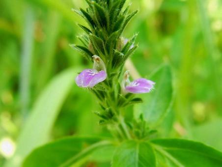 【花の写真】キツネノマゴ（狐の孫） キツネノマゴ,狐の孫,植物の写真素材