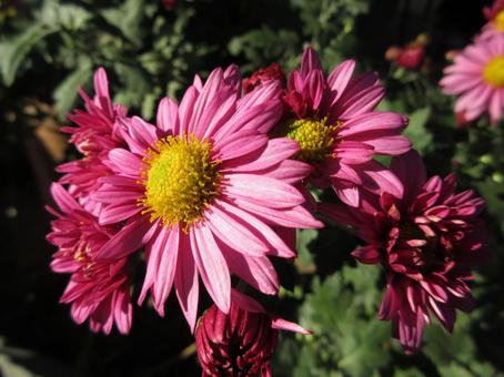 ピンクの菊  ０１ 菊,ピンク,花の写真素材