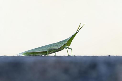 オンブバッタ⑺の写真