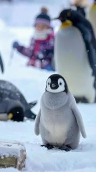 冬の子どもペンギンの写真