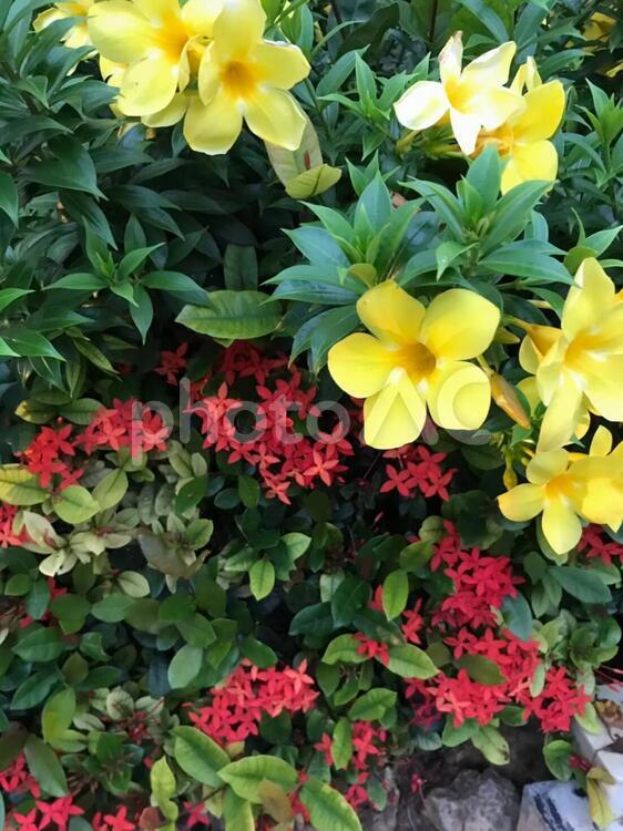 南国の花 自然,庭園,花の写真素材