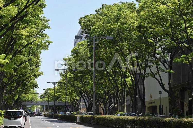 けやき並木.表参道 新緑,けやき並木,ケヤキ並木の写真素材