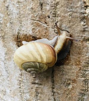 カタツムリの写真