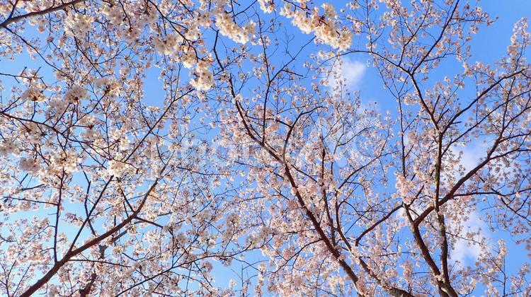 ソメイヨシノと青空 さくら,サクラ,ソメイヨシノの写真素材