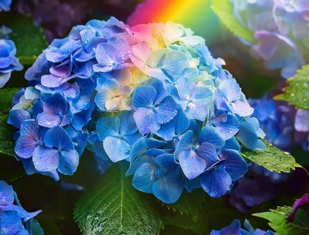 虹とアジサイ 虹とアジサイの写真