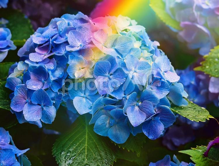 虹とアジサイ アジサイ,虹,雨の写真素材