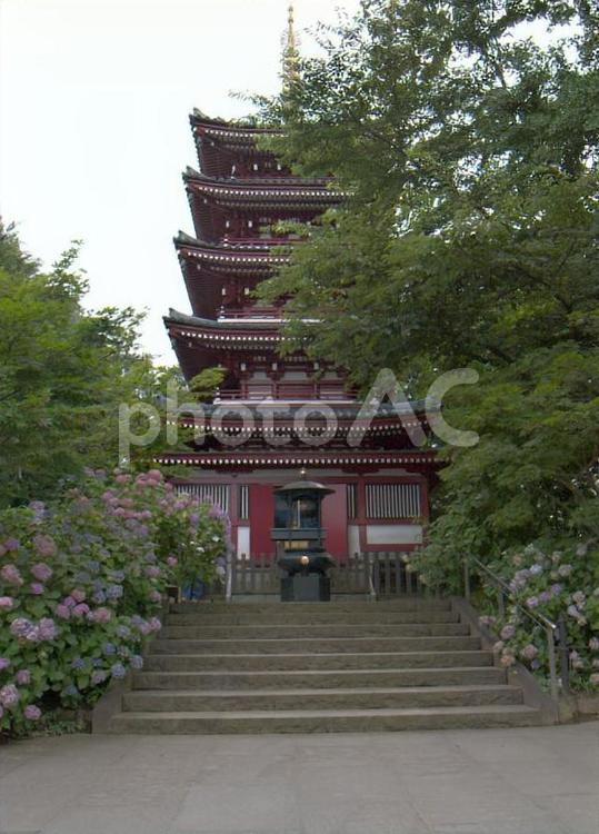 五重塔（本土寺） 長谷山本土寺,五重塔,千葉県の写真素材