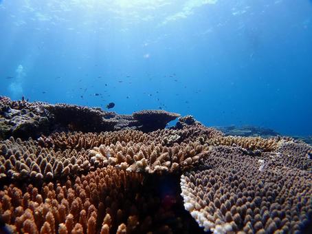 沖縄の青い海　ダイビングの写真