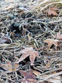 霜で白くなった枯れ葉と地面 霜,冬,寒いの写真素材