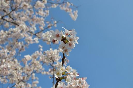 Cherry Blossoms (2), JPG