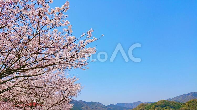 青空と桜 風景,空,桜の写真素材