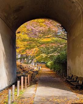 トンネルを抜けたら広がる紅葉 紅葉,秋,11月の写真素材