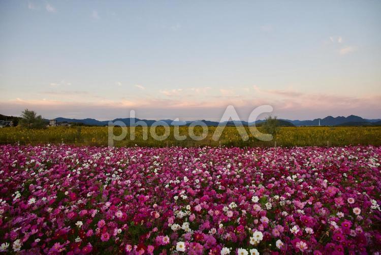 コスモス畑と山々（横） 自然,景色,秋桜の写真素材