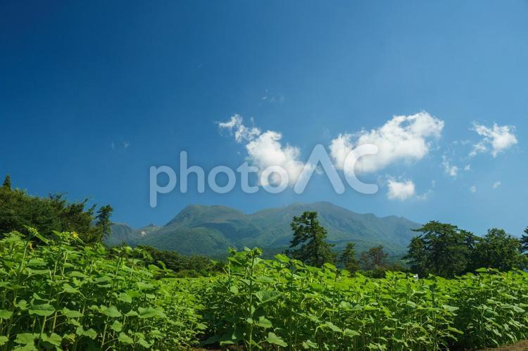 開花前のひまわり畑 風景,自然,植物の写真素材