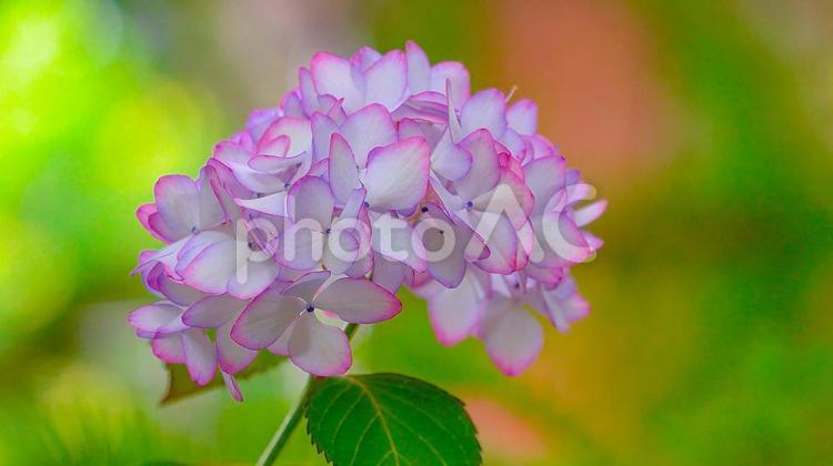 かわいいアジサイの花-1 あじさい,アジサイ,紫陽花の写真素材
